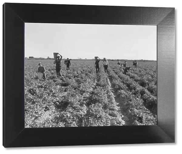 End of the day, pea pickers, near Calipatria, California, 1939. Creator: Dorothea Lange