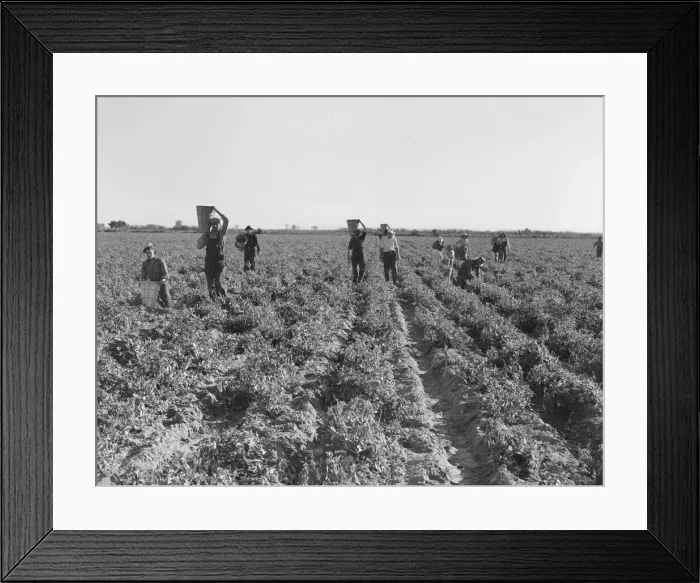 Framed Print : End of the day, pea pickers, near Calipatria, California, 1939. Creator: Dorothea Lange Framed Print : End of the day, pea pickers, near Calipatria, California, 1939. Creator: Dorothea Lange