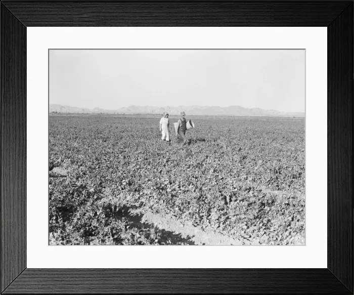 Framed Print : Pea fields, end of the day, near Calipatria, California, 1939. Creator: Dorothea Lange Framed Print : Pea fields, end of the day, near Calipatria, California, 1939. Creator: Dorothea Lange