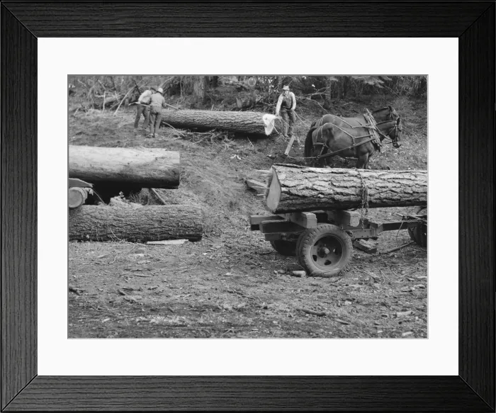 Framed Print : Members of Ola self-help sawmill co-op rolling white fir log... Gem County, Idaho, 1939. Creator: Dorothea Lange Framed Print : Members of Ola self-help sawmill co-op rolling white fir log... Gem County, Idaho, 1939. Creator: Dorothea Lange