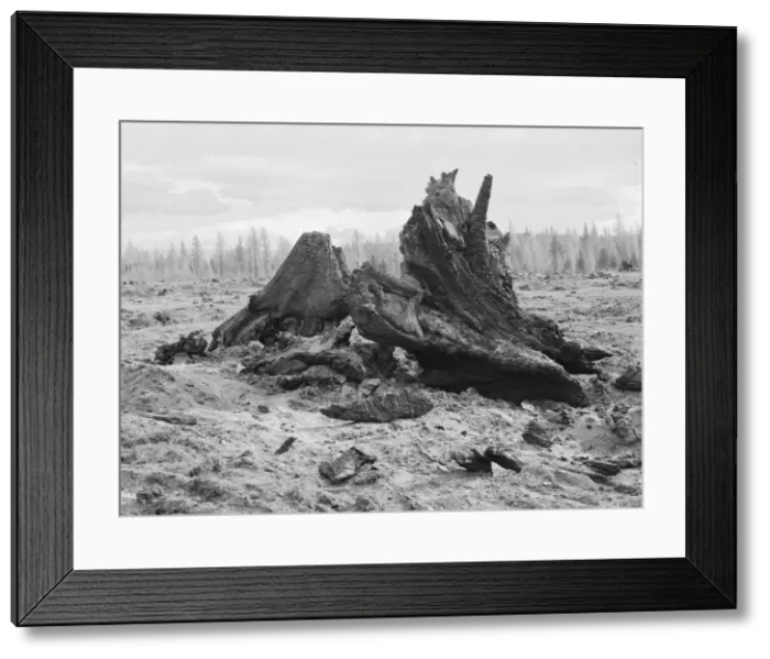 Framed Print : Cedar stump pile which is being burned off in field, Boundary County, Idaho, 1939. Creator: Dorothea Lange Framed Print : Cedar stump pile which is being burned off in field, Boundary County, Idaho, 1939. Creator: Dorothea Lange