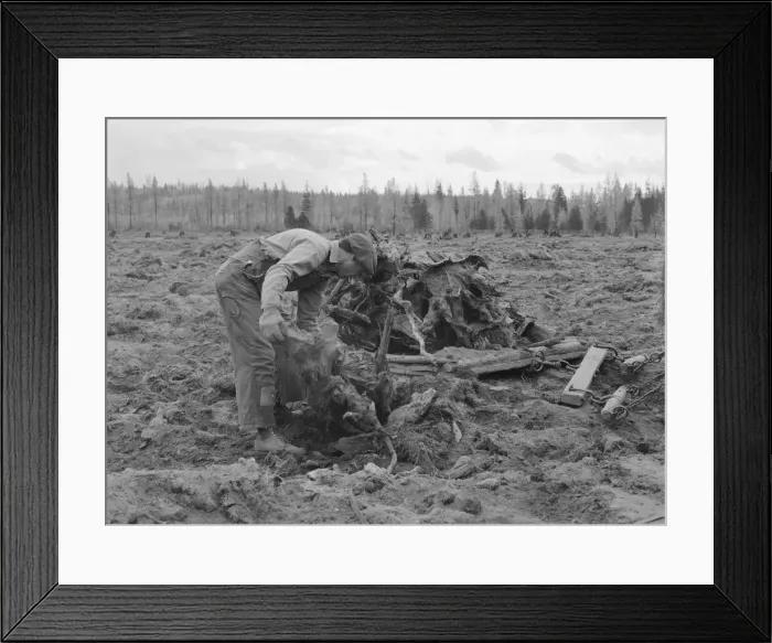 Framed Print : Ex-lumber mill worker clears eight-acre field after... Boundary County, Idaho, 1939. Creator: Dorothea Lange Framed Print : Ex-lumber mill worker clears eight-acre field after... Boundary County, Idaho, 1939. Creator: Dorothea Lange