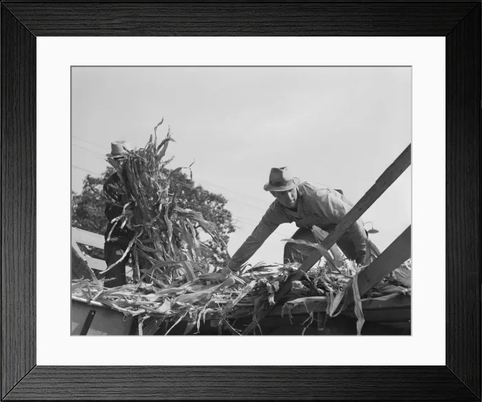 Framed Print : Cooperating farmers with wagonload of corn... Yamhill County, Oregon, 1939. Creator: Dorothea Lange Framed Print : Cooperating farmers with wagonload of corn... Yamhill County, Oregon, 1939. Creator: Dorothea Lange
