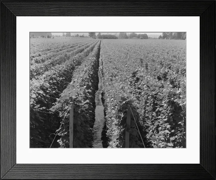 Framed Print : Possibly: Hop yard on ranch of M. Rivard in French-Canadian... Yakima Valley, Washington, 1939. Creator: Dorothea Lange Framed Print : Possibly: Hop yard on ranch of M. Rivard in French-Canadian... Yakima Valley, Washington, 1939. Creator: Dorothea Lange