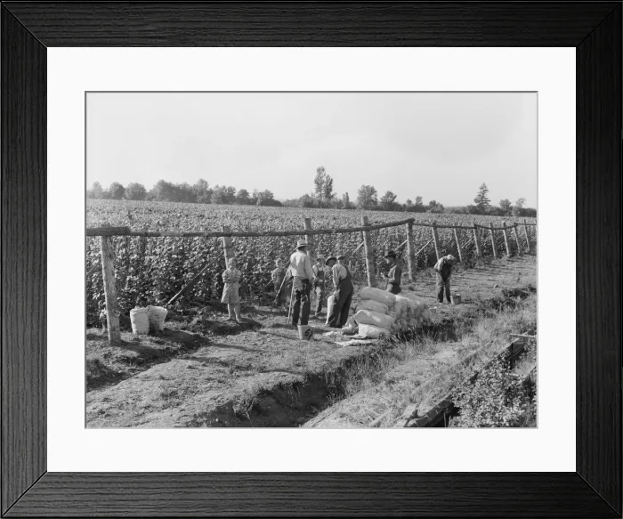 Framed Print : Weighting scales at edge of bean field, near West Stayton, Marion County, Oregon, 1939. Creator: Dorothea Lange Framed Print : Weighting scales at edge of bean field, near West Stayton, Marion County, Oregon, 1939. Creator: Dorothea Lange