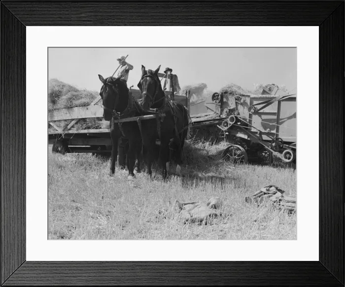 Framed Print : Threshing, midsummer noon, five miles west of Malin, Klamath County, Oregon, 1939. Creator: Dorothea Lange Framed Print : Threshing, midsummer noon, five miles west of Malin, Klamath County, Oregon, 1939. Creator: Dorothea Lange