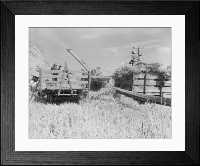 Framed Print : Threshing, midsummer noon, five miles west of Malin, Klamath County, Oregon, 1939. Creator: Dorothea Lange Framed Print : Threshing, midsummer noon, five miles west of Malin, Klamath County, Oregon, 1939. Creator: Dorothea Lange
