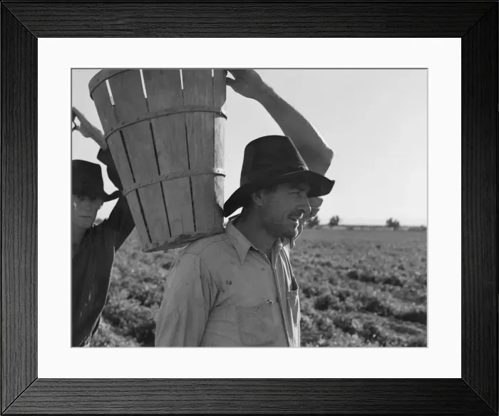 Framed Print : Pickers coming into the weigh master, pea field near Calipatria, California, 1939. Creator: Dorothea Lange Framed Print : Pickers coming into the weigh master, pea field near Calipatria, California, 1939. Creator: Dorothea Lange