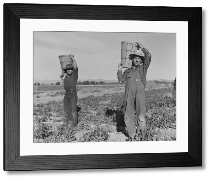 Framed Print : Pea pickers coming into the weigh master, near Calipatria, California, 1939. Creator: Dorothea Lange Framed Print : Pea pickers coming into the weigh master, near Calipatria, California, 1939. Creator: Dorothea Lange