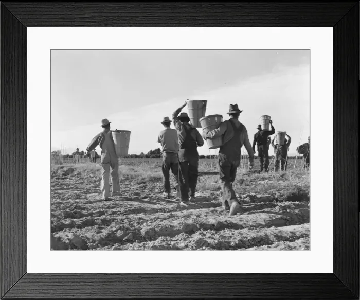 Framed Print : Pea pickers, end of the day, near Calipatria, California, 1939. Creator: Dorothea Lange Framed Print : Pea pickers, end of the day, near Calipatria, California, 1939. Creator: Dorothea Lange
