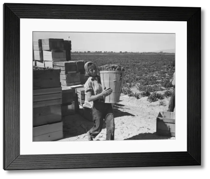 Framed Print : Pea picker, Imperial Valley, California, 1939. Creator: Dorothea Lange Framed Print : Pea picker, Imperial Valley, California, 1939. Creator: Dorothea Lange