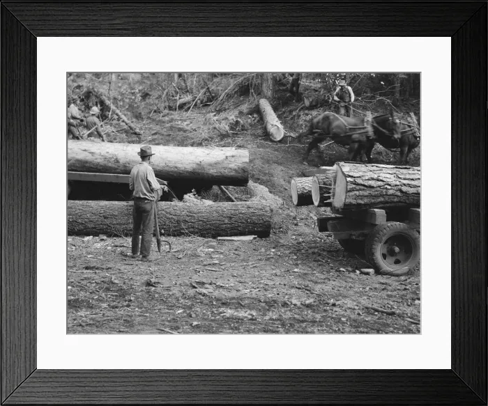 Framed Print : Members of Ola self-help sawmill co-op rolling white fir log... Gem County, Idaho, 1939. Creator: Dorothea Lange Framed Print : Members of Ola self-help sawmill co-op rolling white fir log... Gem County, Idaho, 1939. Creator: Dorothea Lange