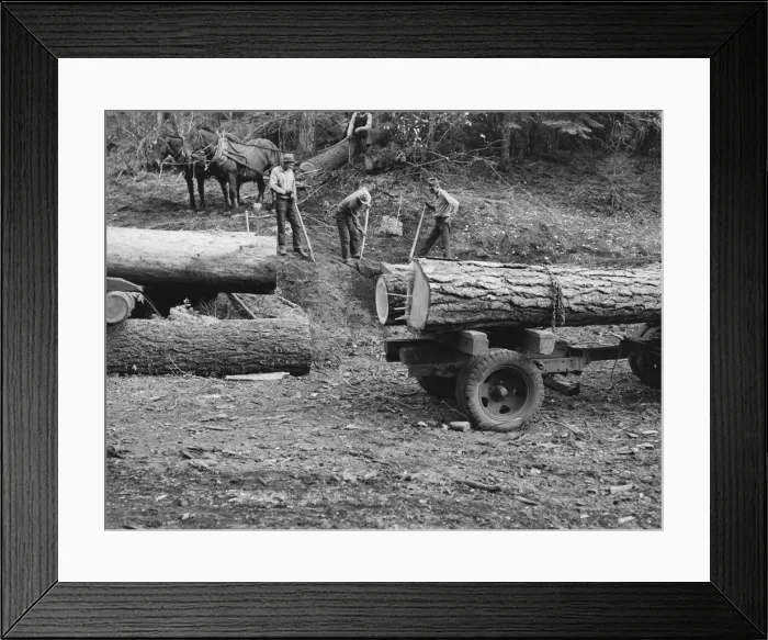 Framed Print : Members of Ola self-help sawmill co-op rolling white fir log... Gem County, Idaho, 1939. Creator: Dorothea Lange Framed Print : Members of Ola self-help sawmill co-op rolling white fir log... Gem County, Idaho, 1939. Creator: Dorothea Lange