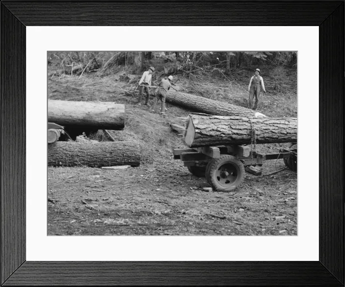 Framed Print : Members of Ola self-help sawmill co-op rolling white fir log... Gem County, Idaho, 1939. Creator: Dorothea Lange Framed Print : Members of Ola self-help sawmill co-op rolling white fir log... Gem County, Idaho, 1939. Creator: Dorothea Lange