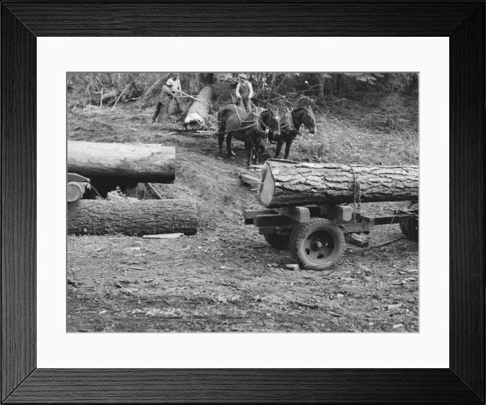 Framed Print : Members of Ola self-help sawmill co-op rolling white fir log... Gem County, Idaho, 1939. Creator: Dorothea Lange Framed Print : Members of Ola self-help sawmill co-op rolling white fir log... Gem County, Idaho, 1939. Creator: Dorothea Lange