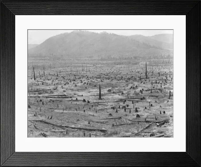 Framed Print : Priest River Valley, where many settlers grow hay between the stumps, Bonner County, Idaho, 1939. Creator: Dorothea Lange Framed Print : Priest River Valley, where many settlers grow hay between the stumps, Bonner County, Idaho, 1939. Creator: Dorothea Lange