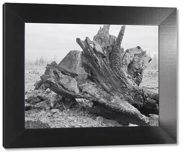 Cedar stump in field which family is clearing by means of FSA loan, Boundary County, Idaho, 1939. Creator: Dorothea Lange