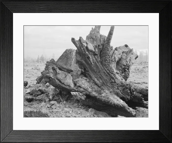Framed Print : Cedar stump in field which family is clearing by means of FSA loan, Boundary County, Idaho, 1939. Creator: Dorothea Lange Framed Print : Cedar stump in field which family is clearing by means of FSA loan, Boundary County, Idaho, 1939. Creator: Dorothea Lange