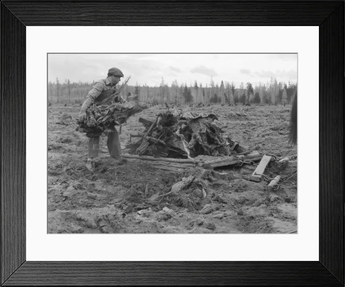 Framed Print : Ex-lumber mill worker clears eight-acre field after bulldozer... Boundary County, Idaho, 1939. Creator: Dorothea Lange Framed Print : Ex-lumber mill worker clears eight-acre field after bulldozer... Boundary County, Idaho, 1939. Creator: Dorothea Lange