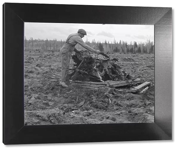 Possibly: Ex-lumber mill worker clears eight-acre field after... Boundary County, Idaho, 1939. Creator: Dorothea Lange