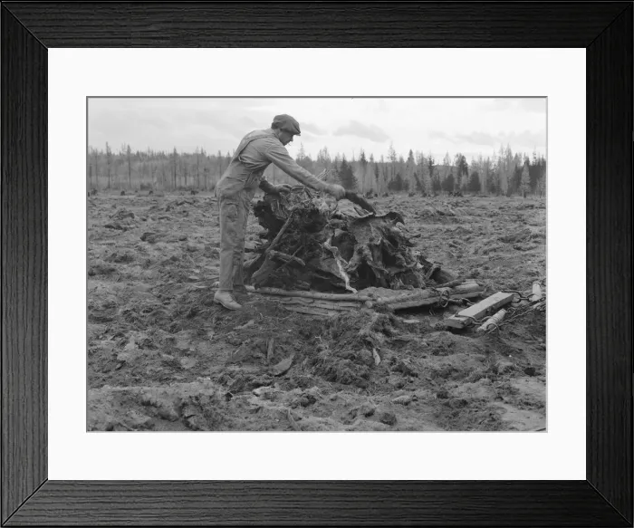 Framed Print : Possibly: Ex-lumber mill worker clears eight-acre field after... Boundary County, Idaho, 1939. Creator: Dorothea Lange Framed Print : Possibly: Ex-lumber mill worker clears eight-acre field after... Boundary County, Idaho, 1939. Creator: Dorothea Lange