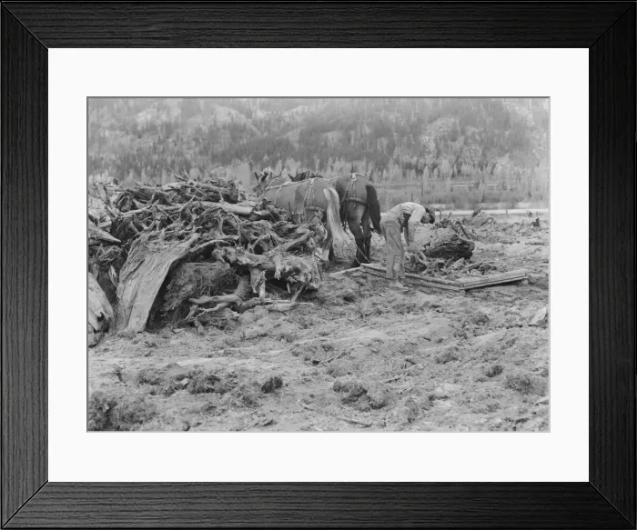 Framed Print : Ex-lumber mill worker clears eight-acre field after bulldozer... Boundary County, Idaho, 1939. Creator: Dorothea Lange Framed Print : Ex-lumber mill worker clears eight-acre field after bulldozer... Boundary County, Idaho, 1939. Creator: Dorothea Lange