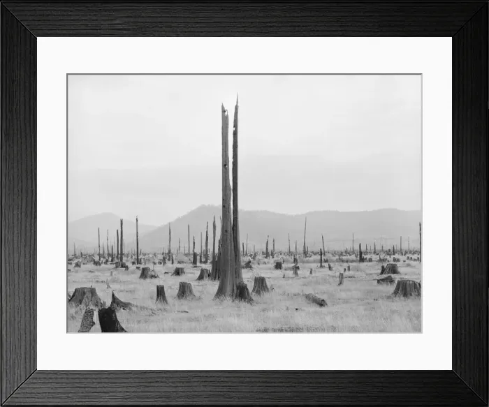Framed Print : Shows character of land which new settlers are buying in the Priest River Valley, Idaho, 1939. Creator: Dorothea Lange Framed Print : Shows character of land which new settlers are buying in the Priest River Valley, Idaho, 1939. Creator: Dorothea Lange