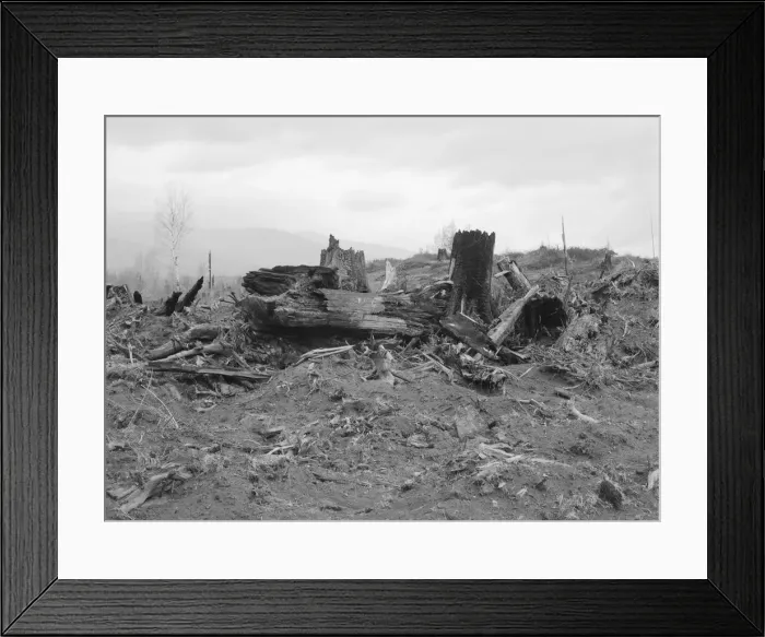 Framed Print : New settlers shack at foot of hills on poor sandy soil, Boundary County, Idaho, 1939. Creator: Dorothea Lange Framed Print : New settlers shack at foot of hills on poor sandy soil, Boundary County, Idaho, 1939. Creator: Dorothea Lange