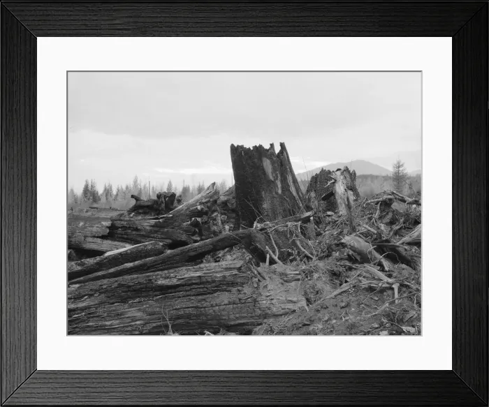 Framed Print : Stumps on Cox farm piled and ready for burning, Bonner County, Idaho, 1939. Creator: Dorothea Lange Framed Print : Stumps on Cox farm piled and ready for burning, Bonner County, Idaho, 1939. Creator: Dorothea Lange