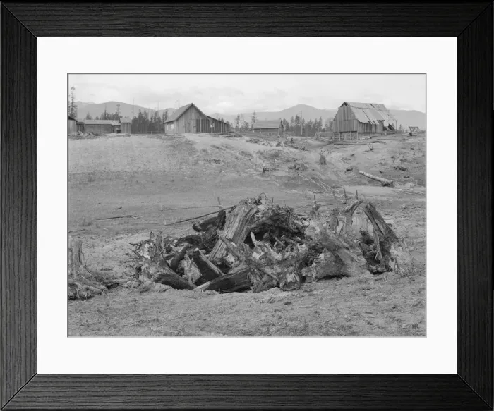 Framed Print : The Unruf family, stump pile, and their partly developed farm, Boundary County, Idaho, 1939 Creator: Dorothea Lange Framed Print : The Unruf family, stump pile, and their partly developed farm, Boundary County, Idaho, 1939 Creator: Dorothea Lange