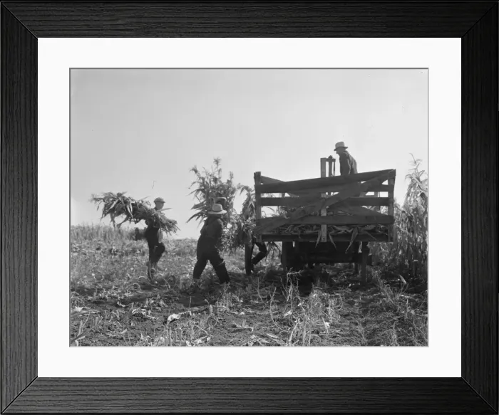 Framed Print : Cooperating farmers load wagons with corn... Yamhill County, Oregon, 1939. Creator: Dorothea Lange Framed Print : Cooperating farmers load wagons with corn... Yamhill County, Oregon, 1939. Creator: Dorothea Lange