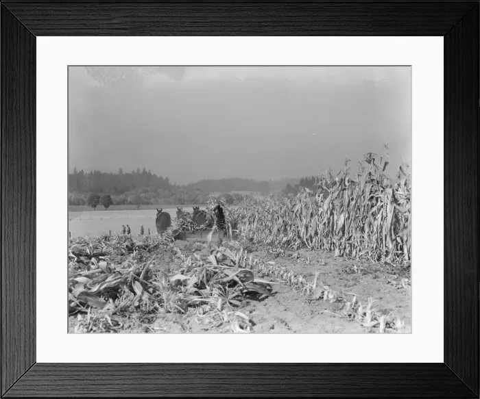 Framed Print : Cutting the corn on the Miller farm near West Carlton, Yamhill County, Oregon, 1939. Creator: Dorothea Lange Framed Print : Cutting the corn on the Miller farm near West Carlton, Yamhill County, Oregon, 1939. Creator: Dorothea Lange