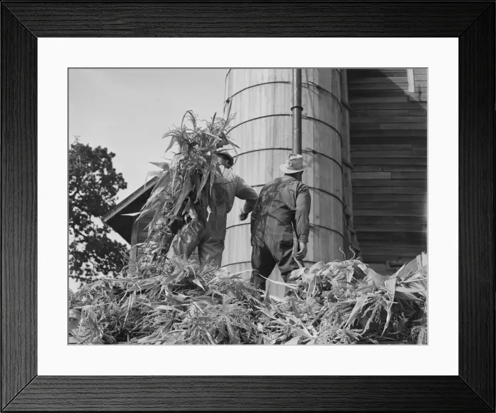 Framed Print : Cooperating farmers feeding corn from the wagon... Yamhill County, Oregon, 1939. Creator: Dorothea Lange Framed Print : Cooperating farmers feeding corn from the wagon... Yamhill County, Oregon, 1939. Creator: Dorothea Lange