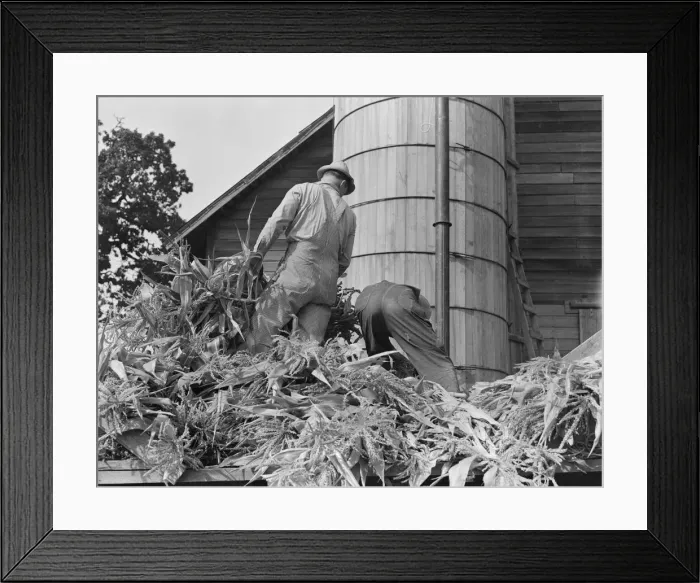 Framed Print : Cooperating farmers feeding corn from the wagon... Yamhill County, Oregon, 1939. Creator: Dorothea Lange Framed Print : Cooperating farmers feeding corn from the wagon... Yamhill County, Oregon, 1939. Creator: Dorothea Lange
