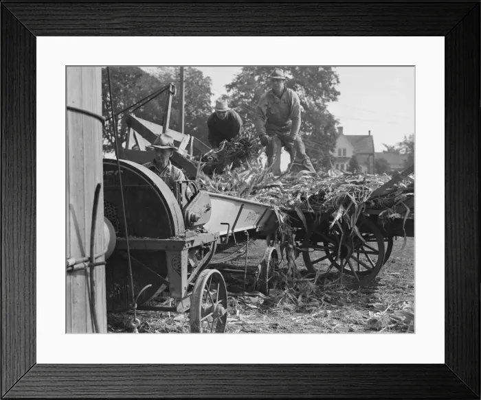 Framed Print : Cooperating farmers feeding corn from the wagon... Yamhill County, Oregon, 1939. Creator: Dorothea Lange Framed Print : Cooperating farmers feeding corn from the wagon... Yamhill County, Oregon, 1939. Creator: Dorothea Lange