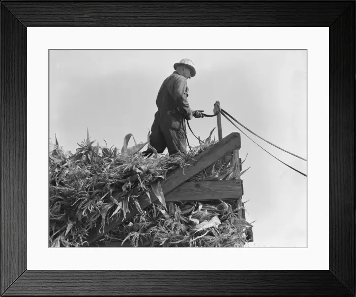 Framed Print : One of the eight cooperating farmers drive loaded wagons to the silo, Yamhill County, Oregon, 1939. Creator: Dorothea Lange Framed Print : One of the eight cooperating farmers drive loaded wagons to the silo, Yamhill County, Oregon, 1939. Creator: Dorothea Lange