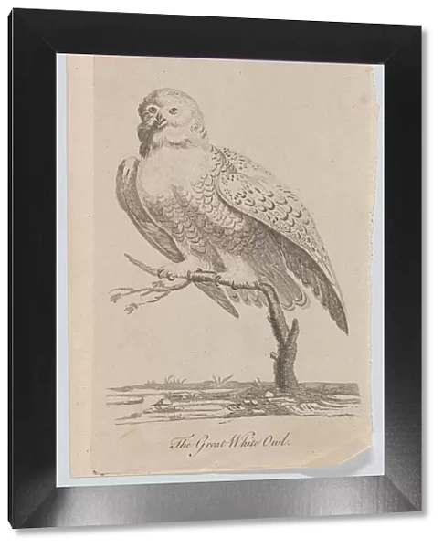 The Great White Owl, 1771. 1771. Creator: Anon
