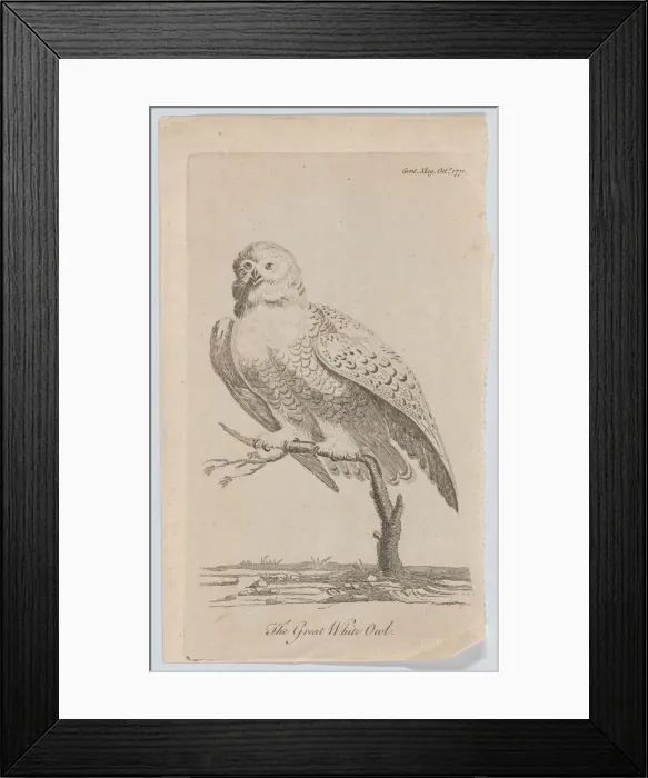 Framed Print : The Great White Owl, 1771. 1771. Creator: Anon Framed Print : The Great White Owl, 1771. 1771. Creator: Anon