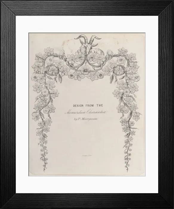 Framed Print : Design from the Momordica Charantia by P. Moorgesan, 19th century. 19th century. Creator: Anon Framed Print : Design from the Momordica Charantia by P. Moorgesan, 19th century. 19th century. Creator: Anon