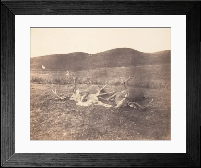 Framed Print : [Two Stags and Roe Buck], ca. 1858. Creator: Horatio Ross