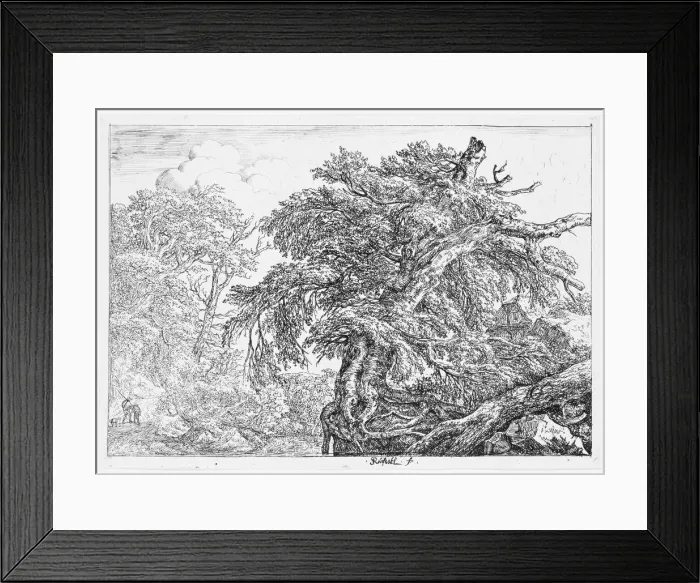 Framed Print : The Great Beech, 1650-82. Creator: Jacob van Ruisdael Framed Print : The Great Beech, 1650-82. Creator: Jacob van Ruisdael