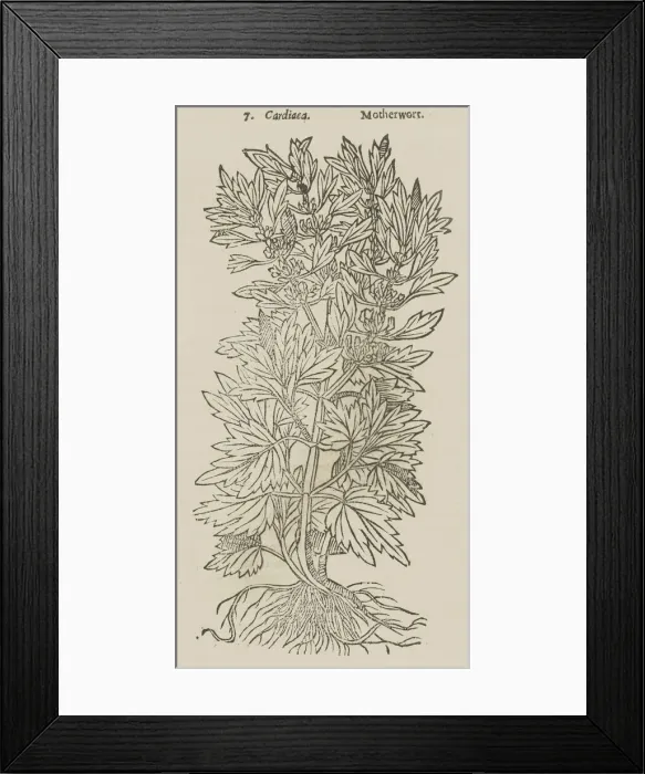 Framed Print : Theatrum Botanicum, the Theatre of Plants or An Universal and Compleat Herball. 1640. Creator: Unknown Framed Print : Theatrum Botanicum, the Theatre of Plants or An Universal and Compleat Herball. 1640. Creator: Unknown