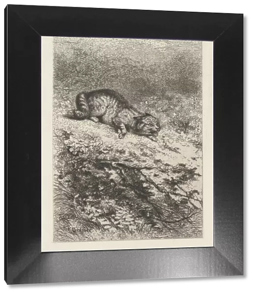 Wild Cat, ca. 1860. Creator: Karl Bodmer