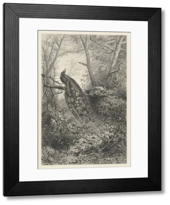 Framed Print : Peacocks on a Branch, ca. 1860. Creator: Karl Bodmer Framed Print : Peacocks on a Branch, ca. 1860. Creator: Karl Bodmer