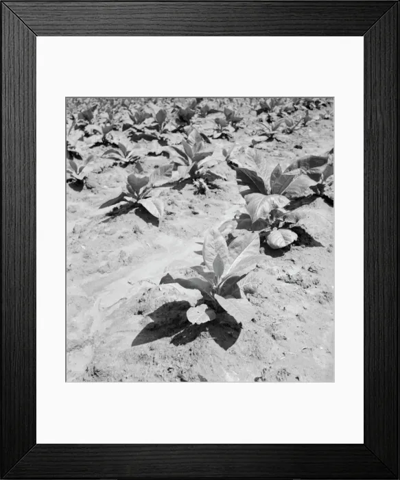 Framed Print : Untitled, 1935-1942. [Tobacco plants]. Creator: Unknown