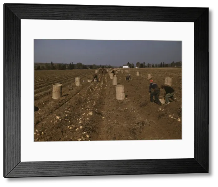 Framed Print : Children gathering potatoes on a large farm, vicinity of Caribou, Aroostook County, Maine, 1940. Creator: Jack Delano Framed Print : Children gathering potatoes on a large farm, vicinity of Caribou, Aroostook County, Maine, 1940. Creator: Jack Delano