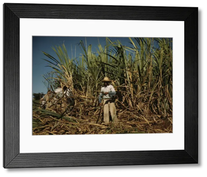 Framed Print : Sugar cane worker in the rich field, vicinity of Guanica, Puerto Rico, 1942. Creator: Jack Delano Framed Print : Sugar cane worker in the rich field, vicinity of Guanica, Puerto Rico, 1942. Creator: Jack Delano