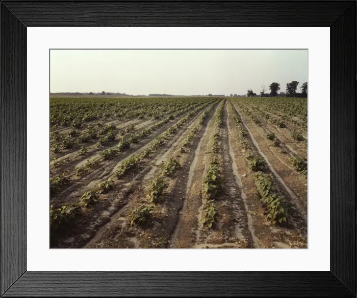 Framed Print : Bean fields, Seabrook Farm, Bridgeton, N. J. 1942. Creator: John Collier Framed Print : Bean fields, Seabrook Farm, Bridgeton, N. J. 1942. Creator: John Collier