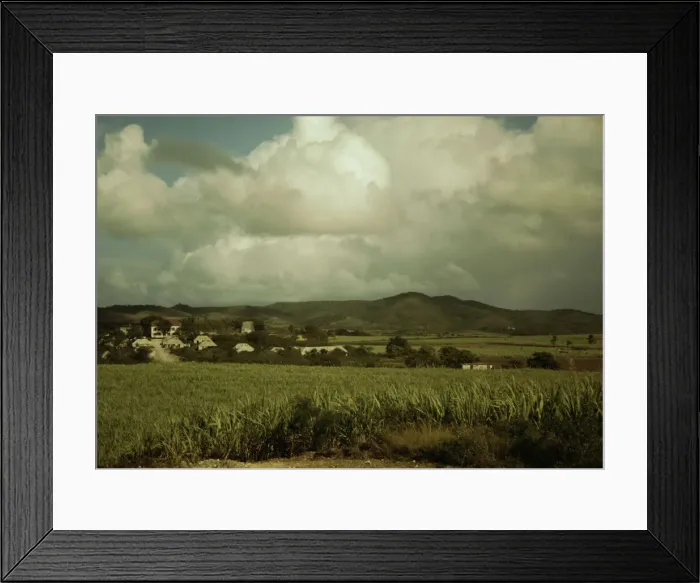 Framed Print : Sugar cane country, the Virgin Islands, 1941. Creator: Jack Delano Framed Print : Sugar cane country, the Virgin Islands, 1941. Creator: Jack Delano
