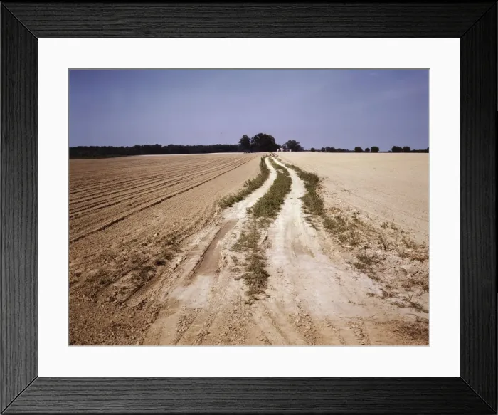 Framed Print : Bean field under cultivation, Seabrook Farm, Bridgeton, N. J. 1942[?]. Creators: Marion Post Wolcott, John Collier